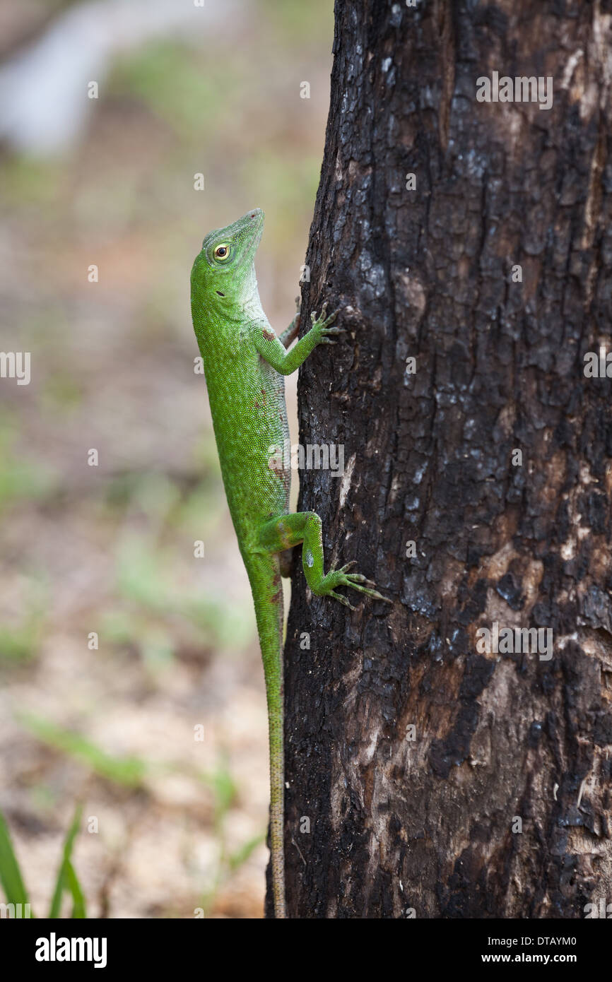 Árbol verde Anole, Anolis biporcatus, sobre un árbol en el bosque