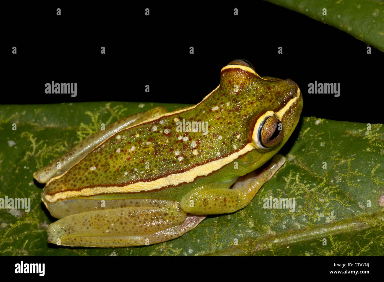 Tree Frog, Hypsiboas rufitelus, en la selva en Burbayar reserva natural, provincia de Panamá, República de Panamá. Foto de stock
