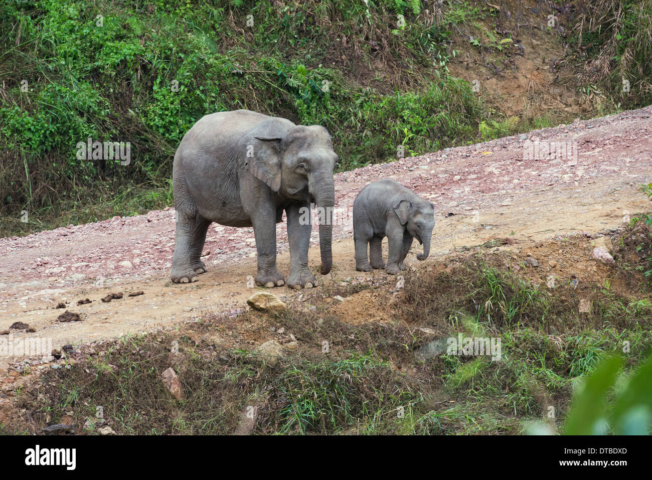 El elefante asiático (Elephas maximus). La madre y el ternero, parte de un pequeño rebaño, en una pista sin asfaltar en el Área de Conservación del valle Danum Foto de stock