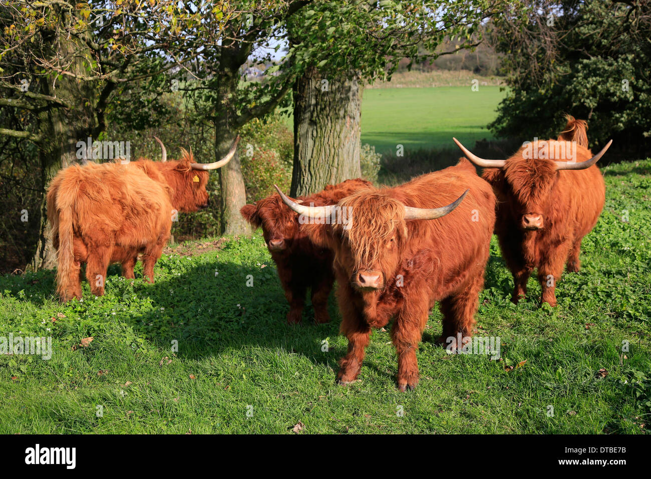 Wesel, Alemania , Scottish Highland ganado Foto de stock