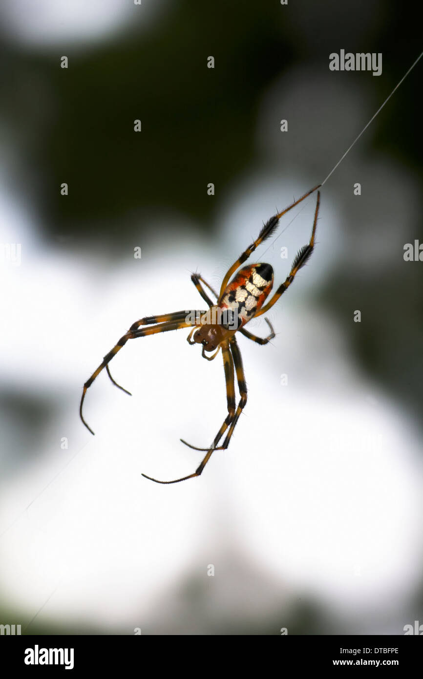 Leucauge es un género de araña. El cuerpo y formas de las piernas y el plateado, negro y amarillo marcado de hembras Leucauge hacer identific Foto de stock