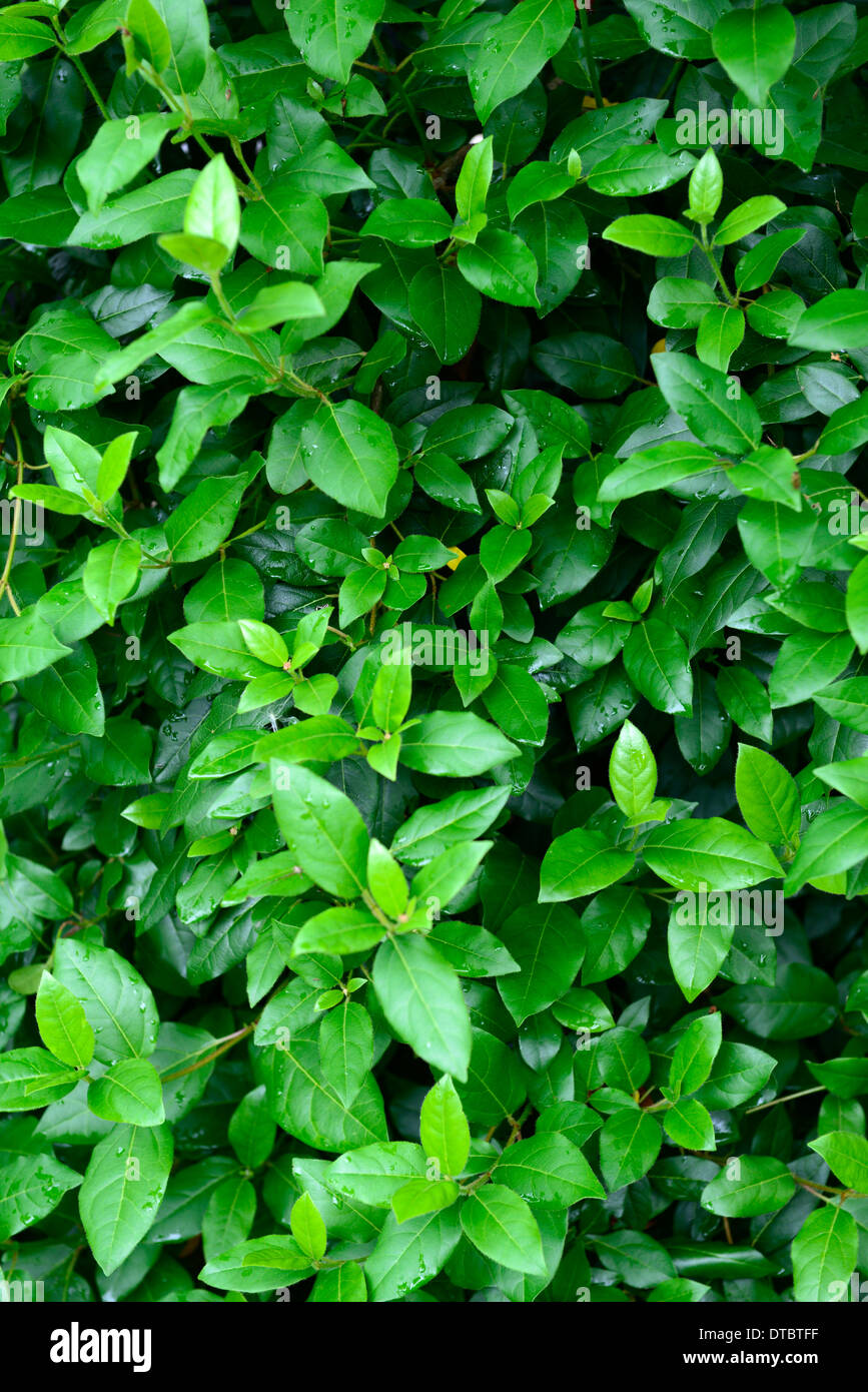 Viburnum tinus eve precio durillo hojas verdes arbustos arbusto tupido follaje Foto de stock