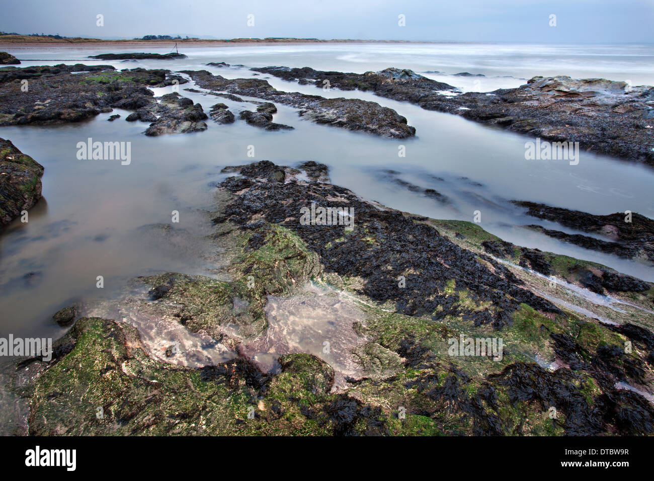 Roca de algas marinas y se aleja marea St Andrews Fife Escocia Foto de stock