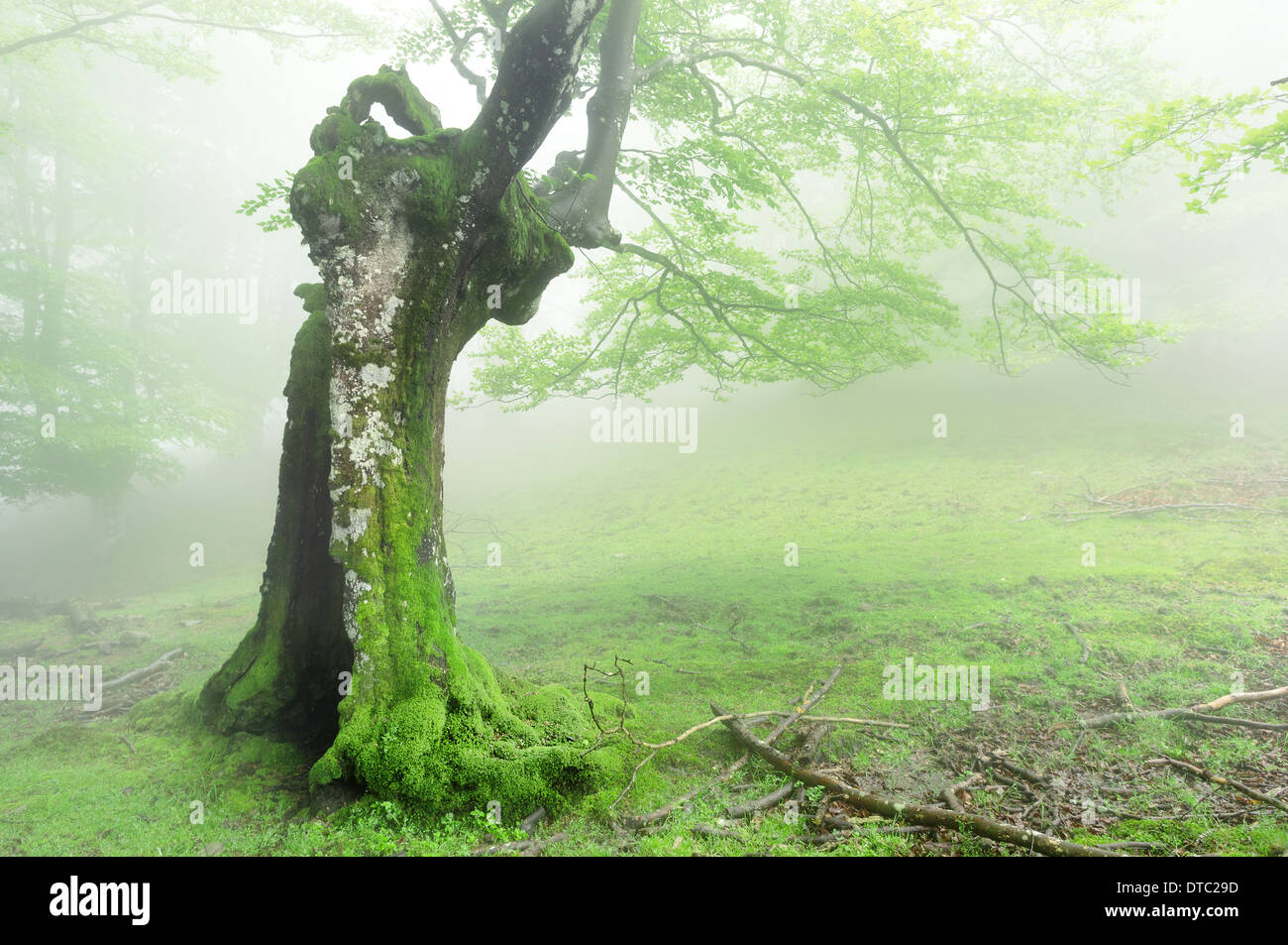 Árbol hueco en bosque mágico Foto de stock