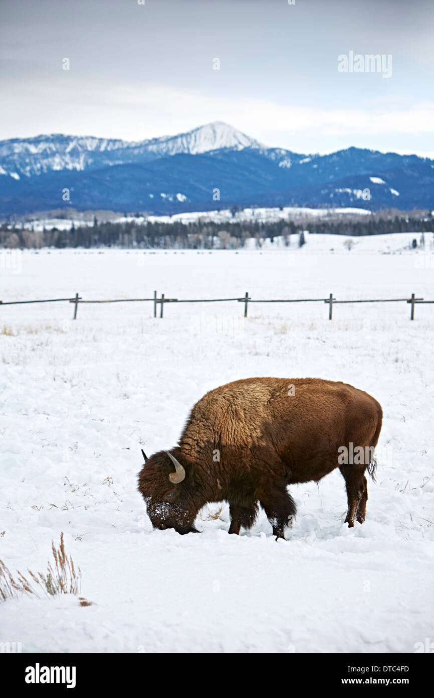 El pastoreo de búfalos americanos en la nieve, el parque nacional Grand Teton, Wyoming, EE.UU. Foto de stock