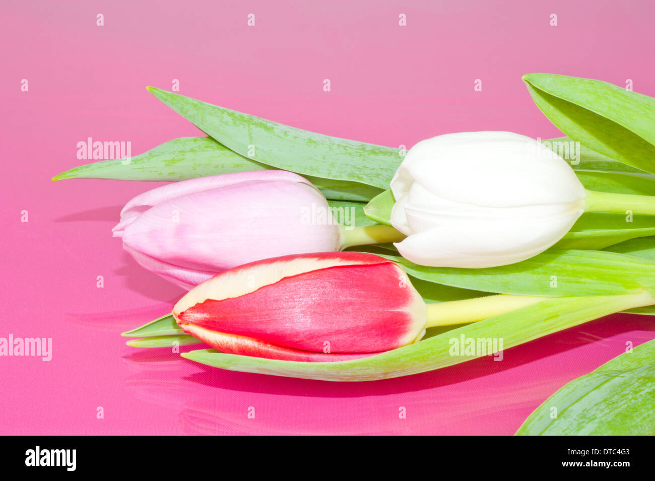 Ramo de tulipanes rosados y blancos rojos sobre fondo de color rosa Foto de stock