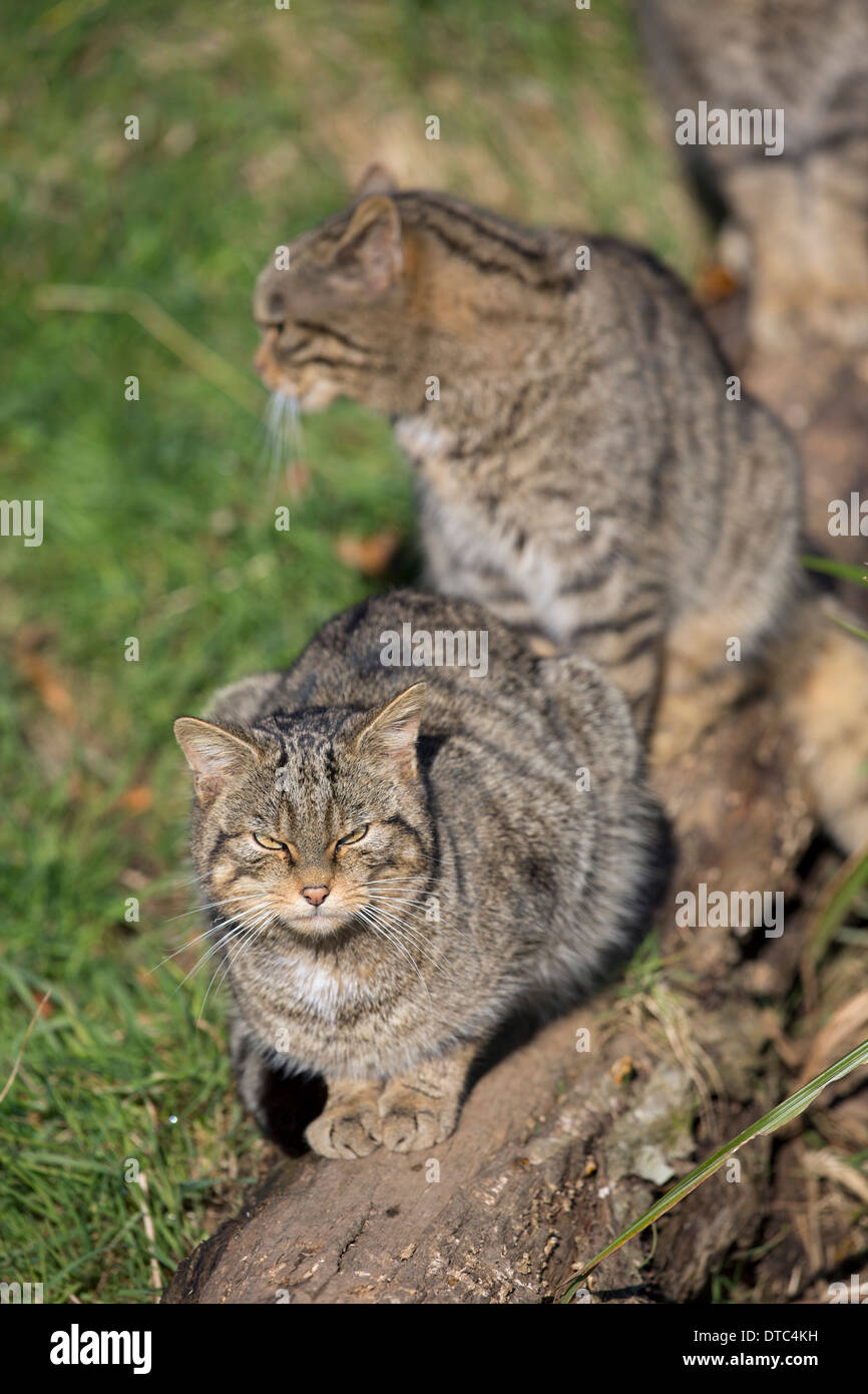 Los gatos salvajes; Felix sylvestris; Reino Unido; cautivos Foto de stock