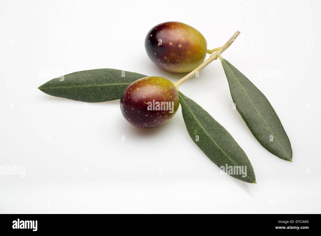 Rama de Olivo aceitunas aceituna en rama de olivo Fotografía de stock -  Alamy