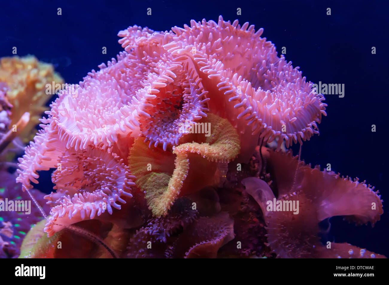 Acuario de arrecife de coral Foto de stock