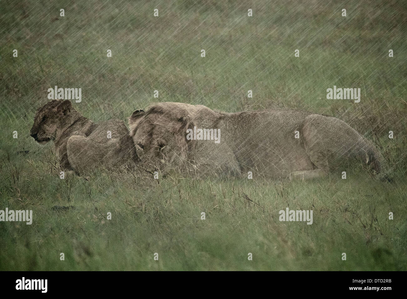 Y un cachorro de león se apiñan en la lluvia el Parque nacional Serengeti. La República Unida de Tanzanía. África Foto de stock