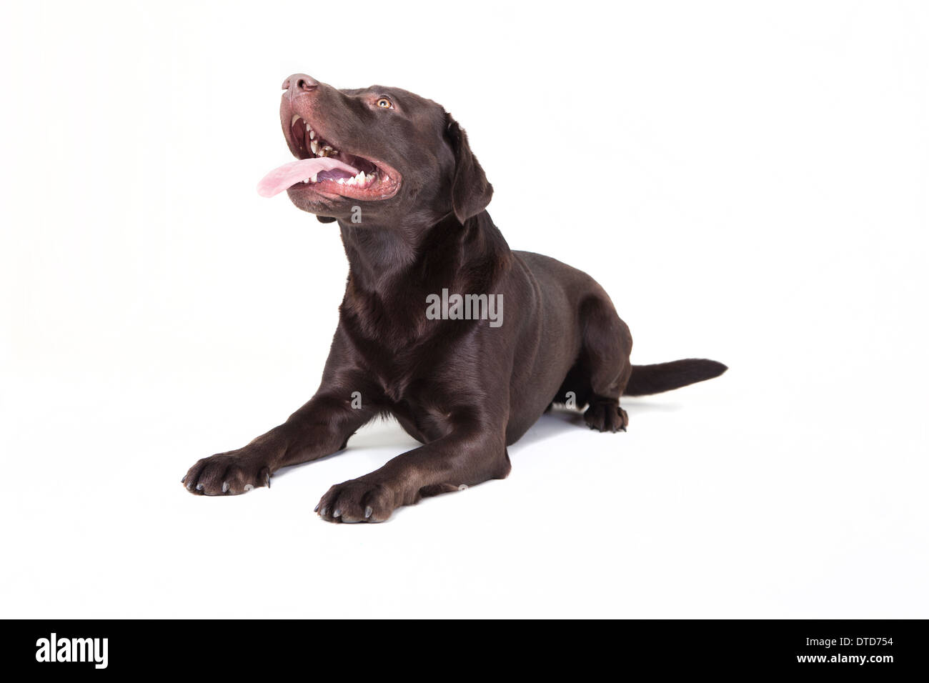 Un Labrador marrón acostado, mirando hacia arriba, fondo blanco. Foto de stock