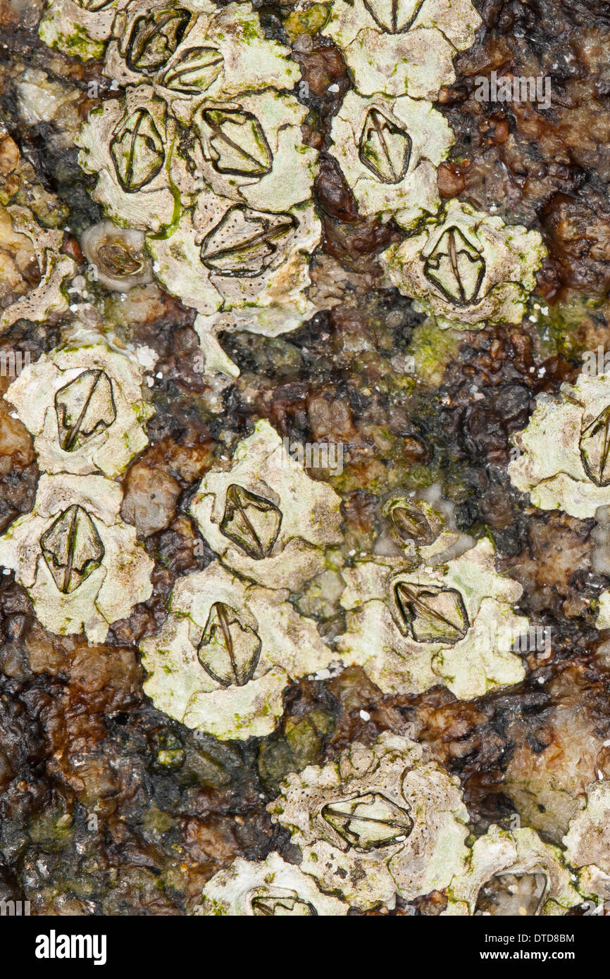 Nueva Zelandia, percebe percebe, Australasia, Austrominius Elminius modestus modestus, Australische Seepocke, Australseepocke Foto de stock