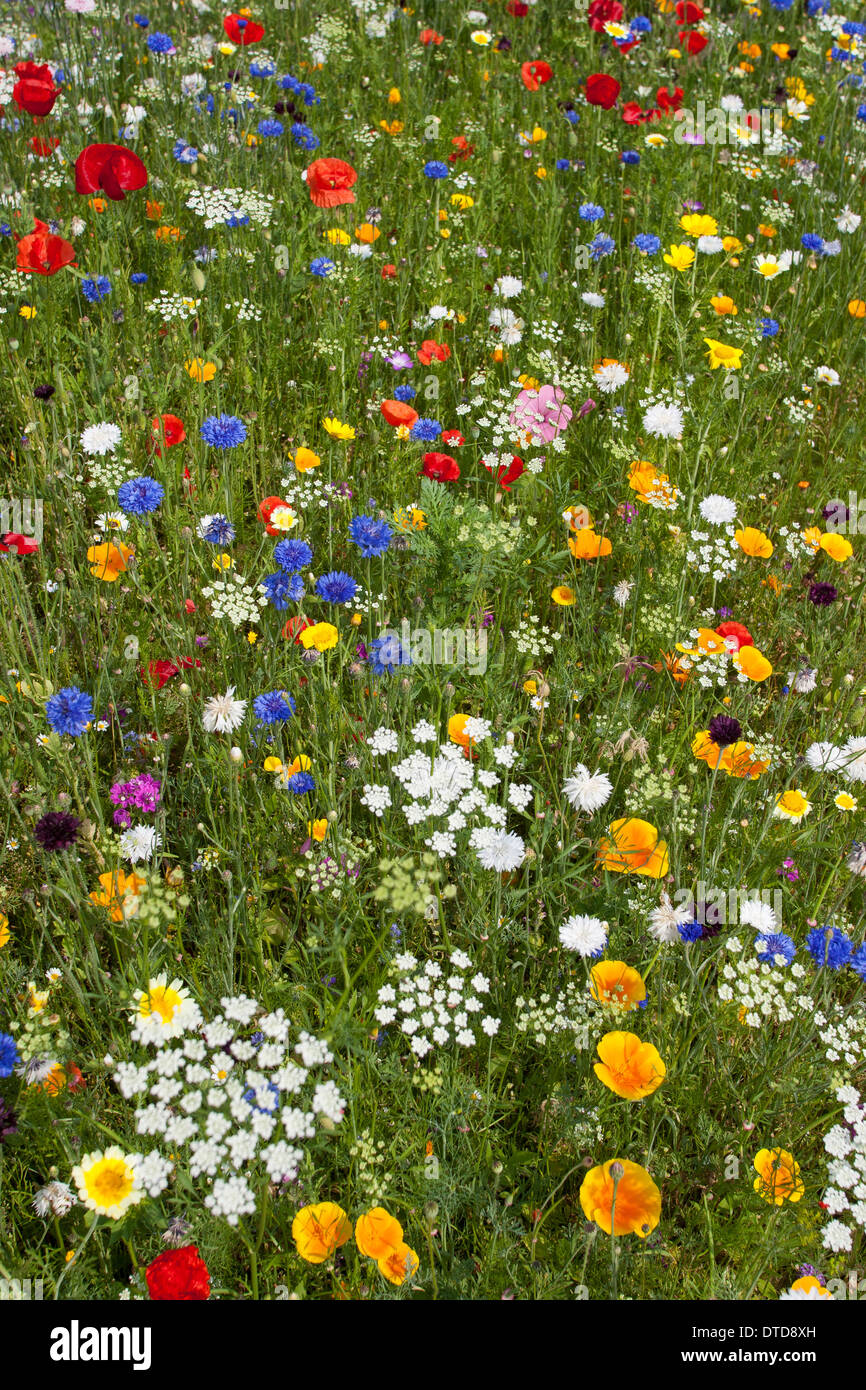 Huerto, flor-cama, cama de flor, prado florido, Flor meadow, amapola bunte Blumenwiese, Wildkräuter-Wiese, Wildkräuter, Mohn Foto de stock