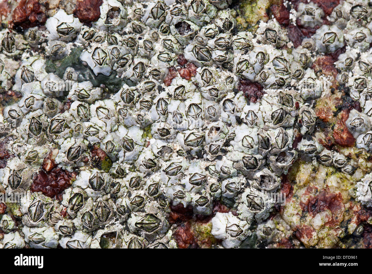 Nueva Zelandia, percebe percebe, Australasia, Austrominius Elminius modestus modestus, Australische Seepocke, Australseepocke Foto de stock