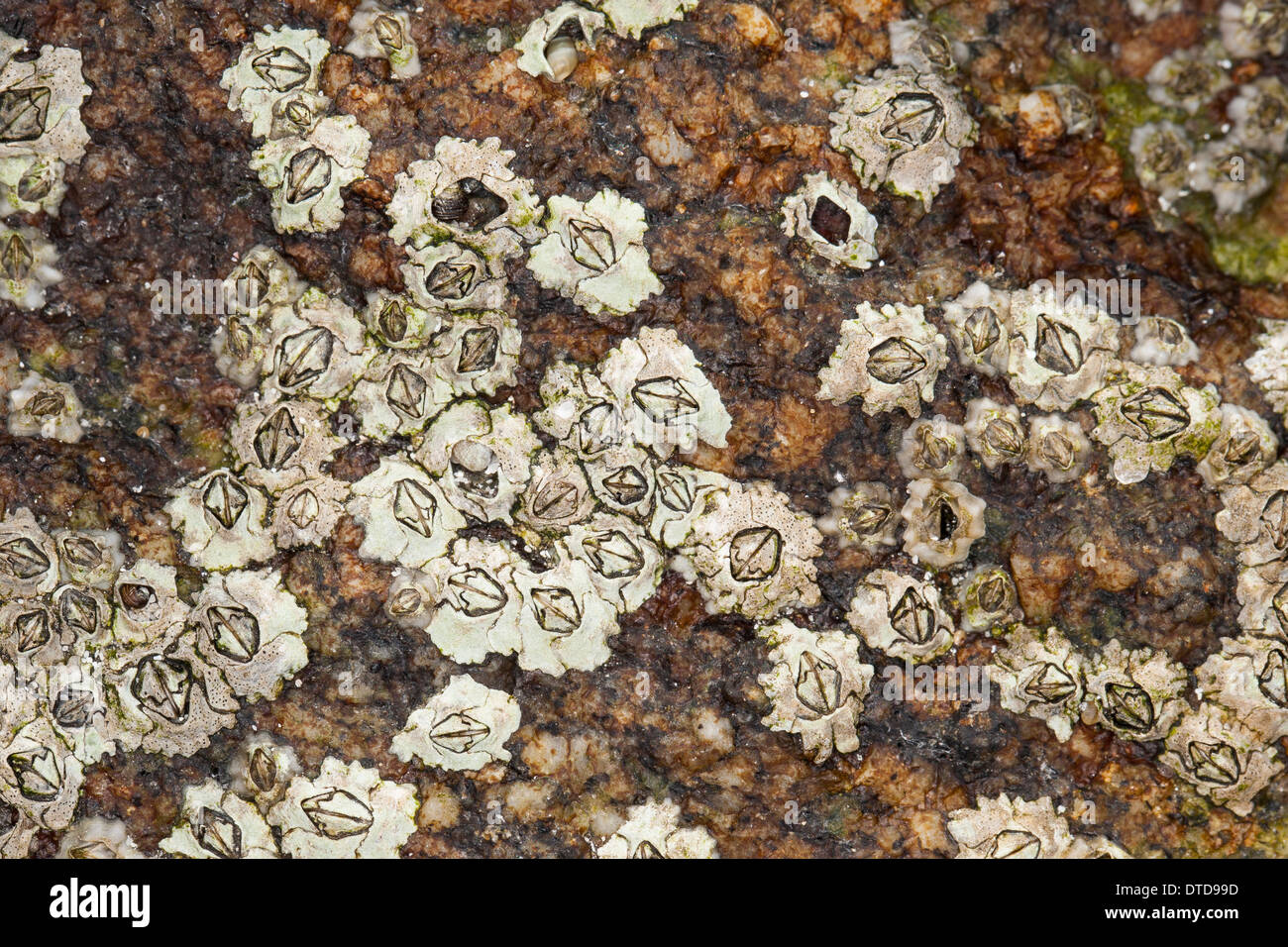 Nueva Zelandia, percebe percebe, Australasia, Austrominius Elminius modestus modestus, Australische Seepocke, Australseepocke Foto de stock