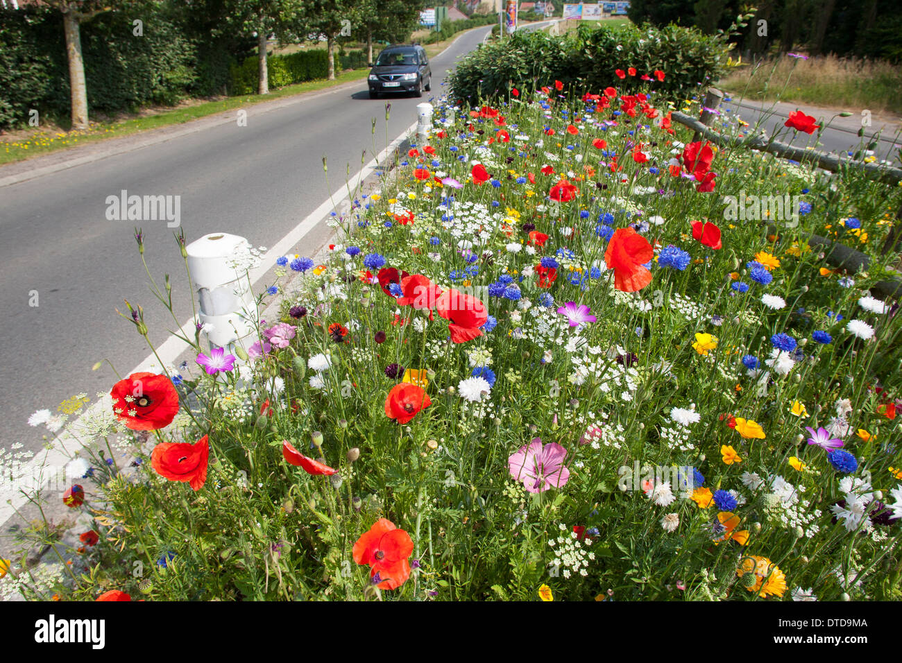 Huerto, cama de flores, flores, prados floridos, tráfico, REFUGIO refugio peatonal isla, carretera, Blumenwiese, Verkehrsinsel Foto de stock