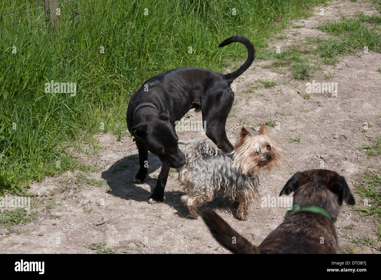 Tres perros grandes y dos pequeños fotografías e imágenes de alta  resolución - Alamy