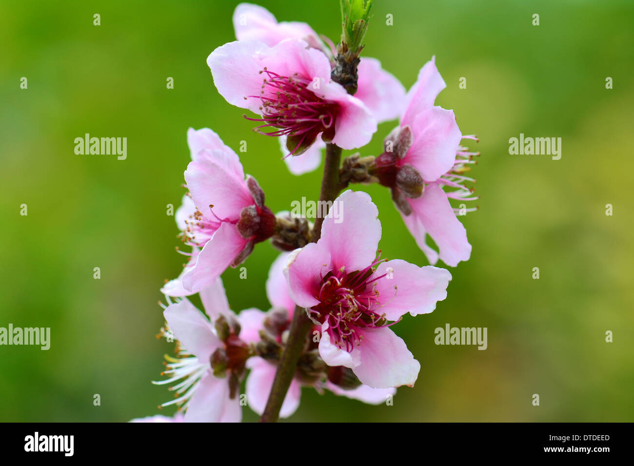 Flores, Flor de durazno Fotografía de stock - Alamy