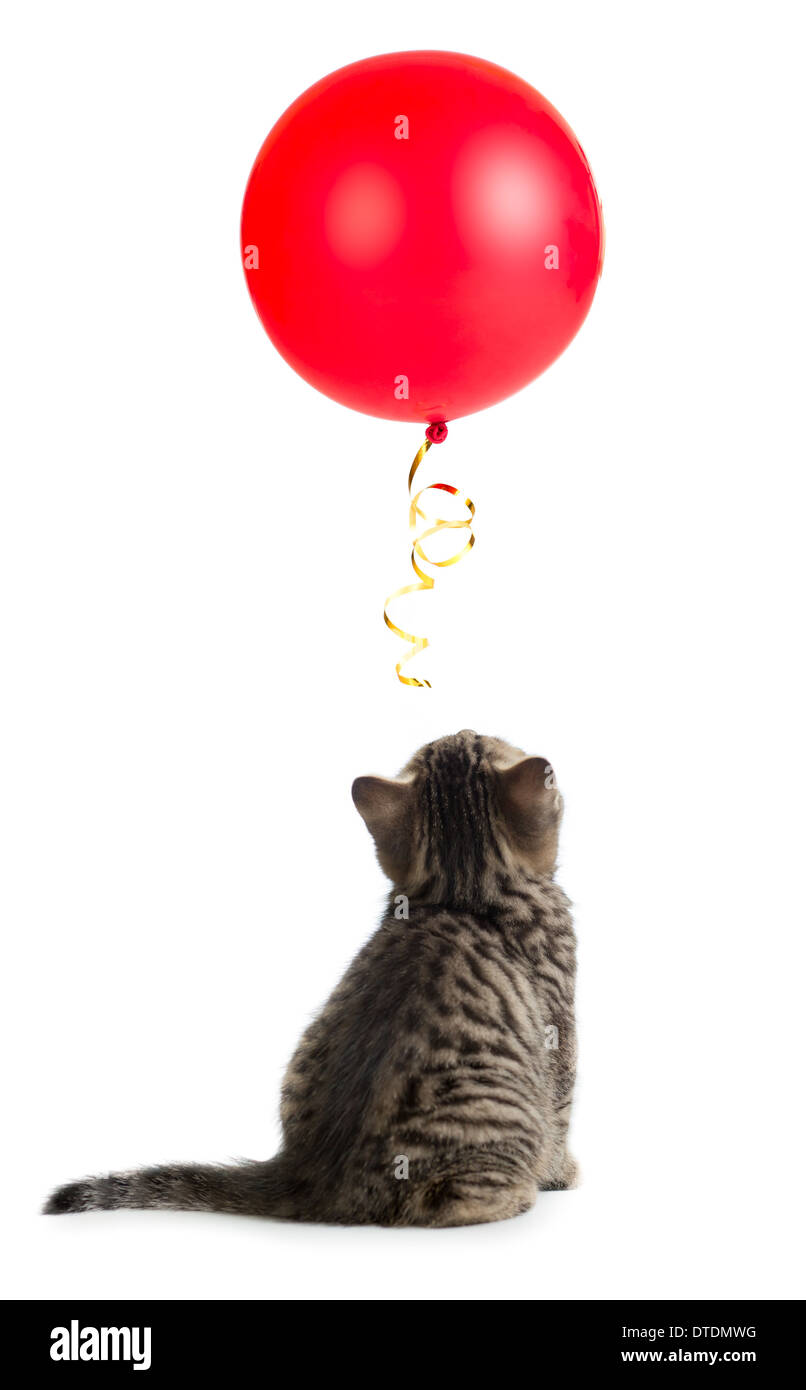 Gatito trasero o vista posterior mirando hacia arriba sobre el globo rojo  Fotografía de stock - Alamy