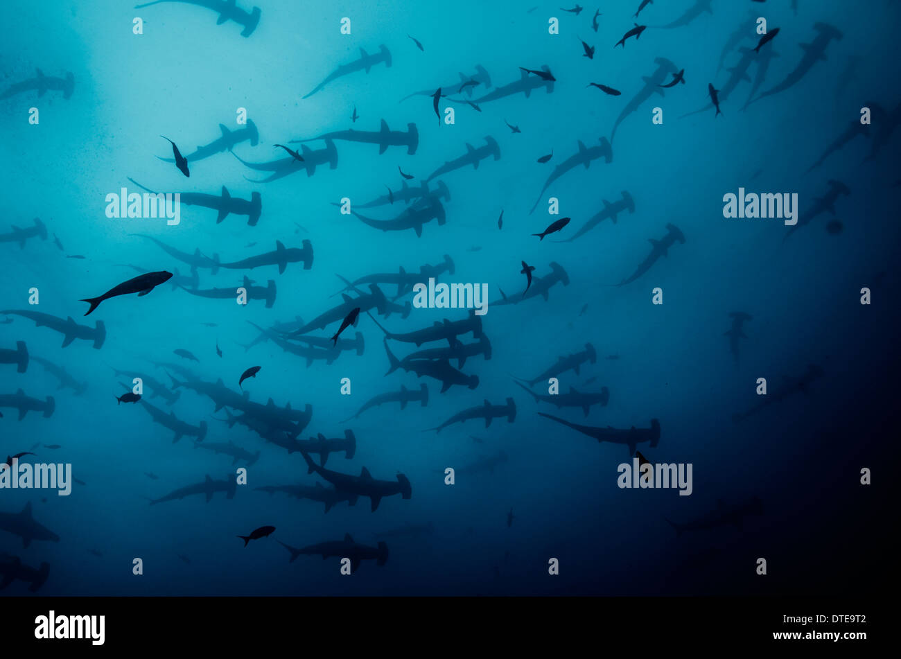 Tiburones cabeza de martillo, submarino, la Isla del Coco, depredador, peligroso, el océano, el mar, el agua azul del océano profundo, submarinismo, Foto de stock