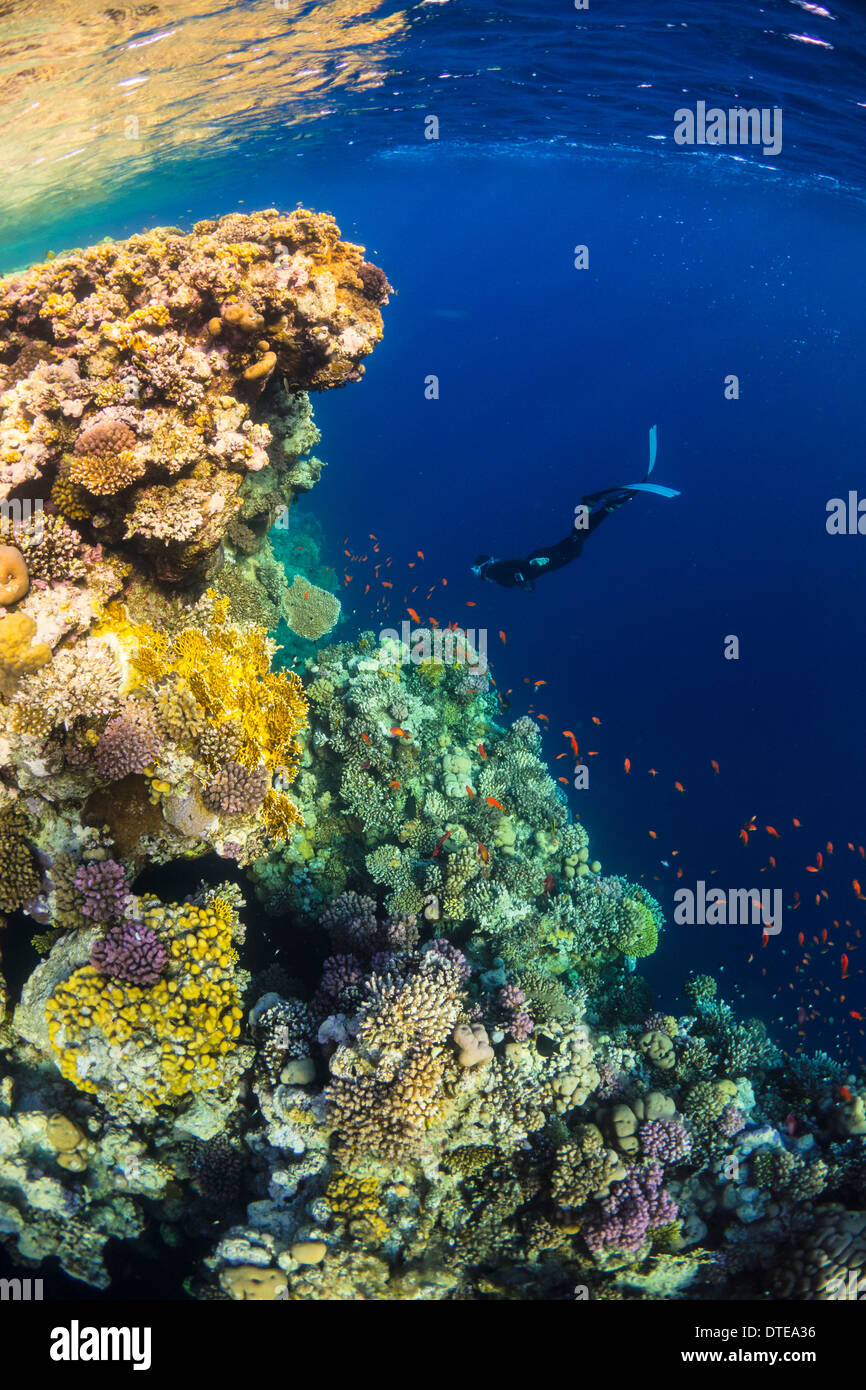 Mar Rojo, submarinas, arrecifes de coral, la vida marina, la vida marina, mar, buceo, vacaciones, agua, diver, hembra, snorkel diver Foto de stock