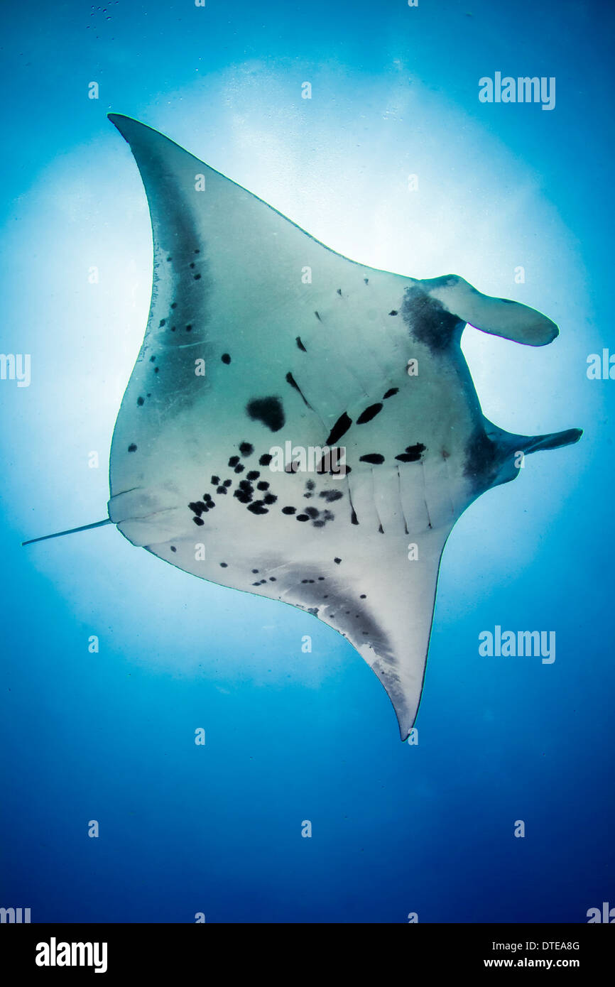 Manta Ray en Komodo en Indonesia, submarinismo, el océano, el mar, el agua, la profundidad, el agua azul, submarino, submarino, la vida marina, enormes Foto de stock