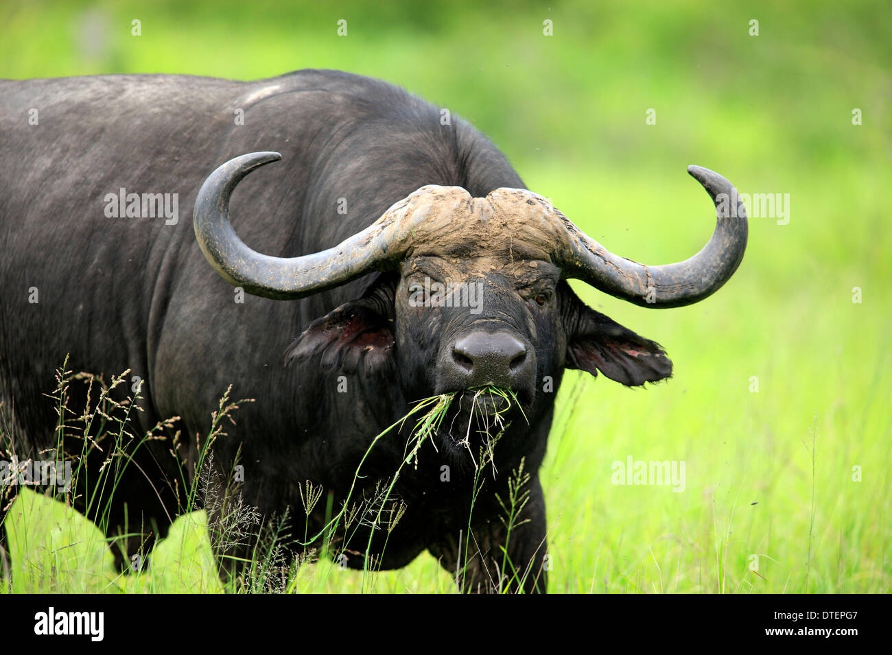 El búfalo africano, Sabi Sabi Reserva de caza, el Parque Nacional Kruger, Sudáfrica / (Syncerus caffer) / Cape Buffalo Foto de stock