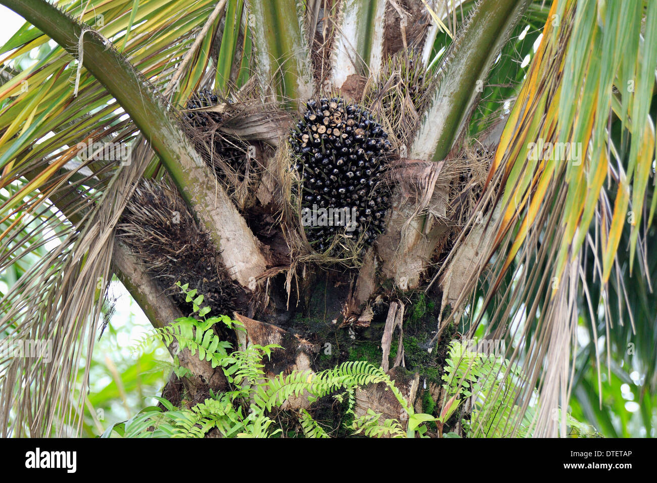 El aceite de palma, Labuk Bay, Sabah, Borneo, Malasia / (Elaeis guineensis) Foto de stock