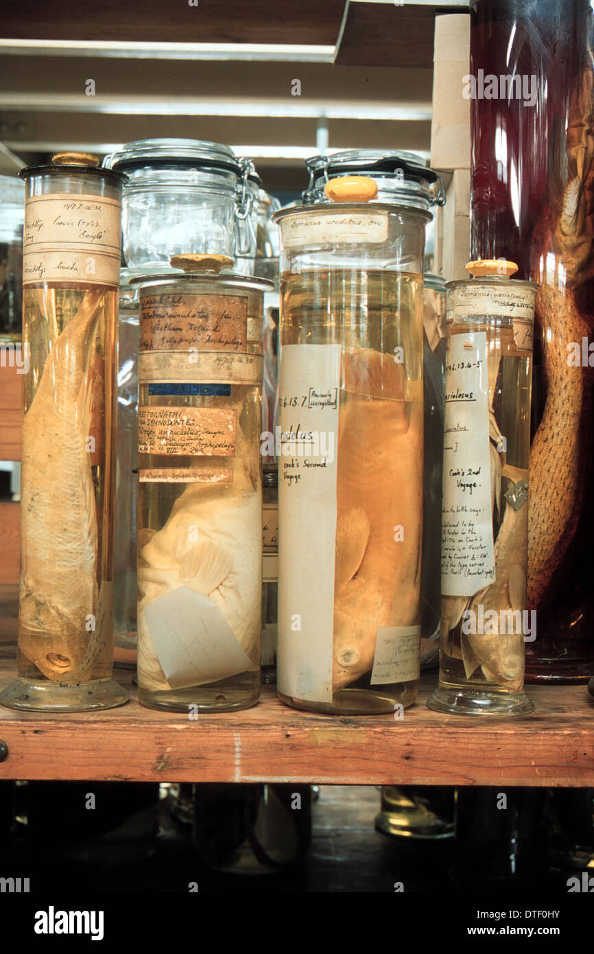 Especímenes marinos conservados en tarros de espíritu Foto de stock