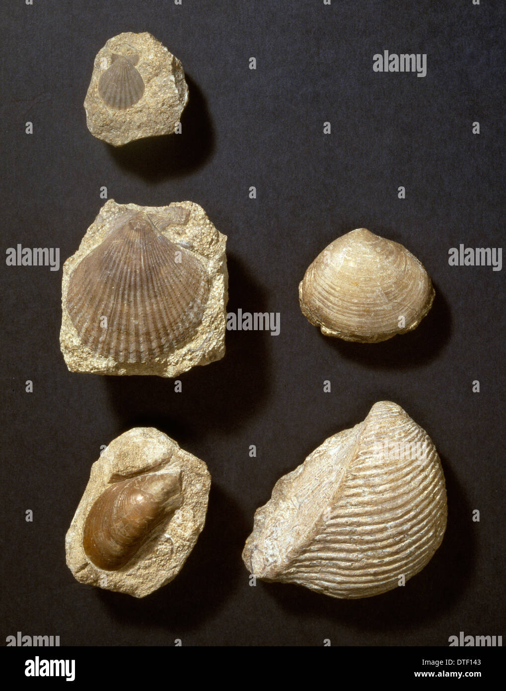 Cinco moluscos fósiles. Foto de stock