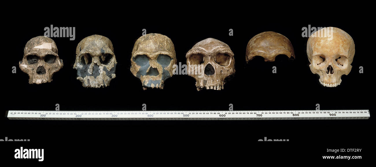 Cráneos de homínidos Foto de stock