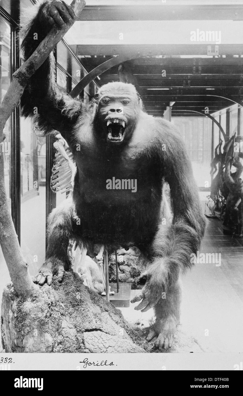 Gorila, noviembre de 1897 Foto de stock