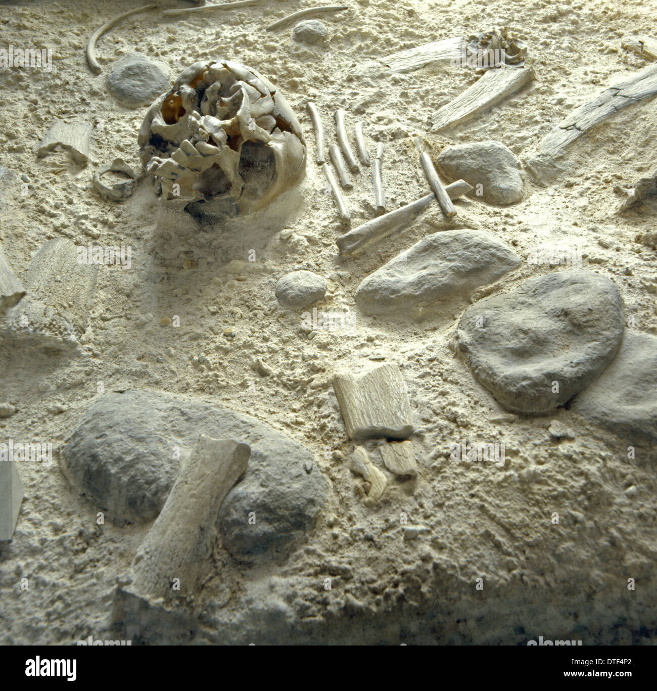 Homo neanderthalensis El hombre de Neandertal, sitio de entierro Teshik-Tash (1) Foto de stock
