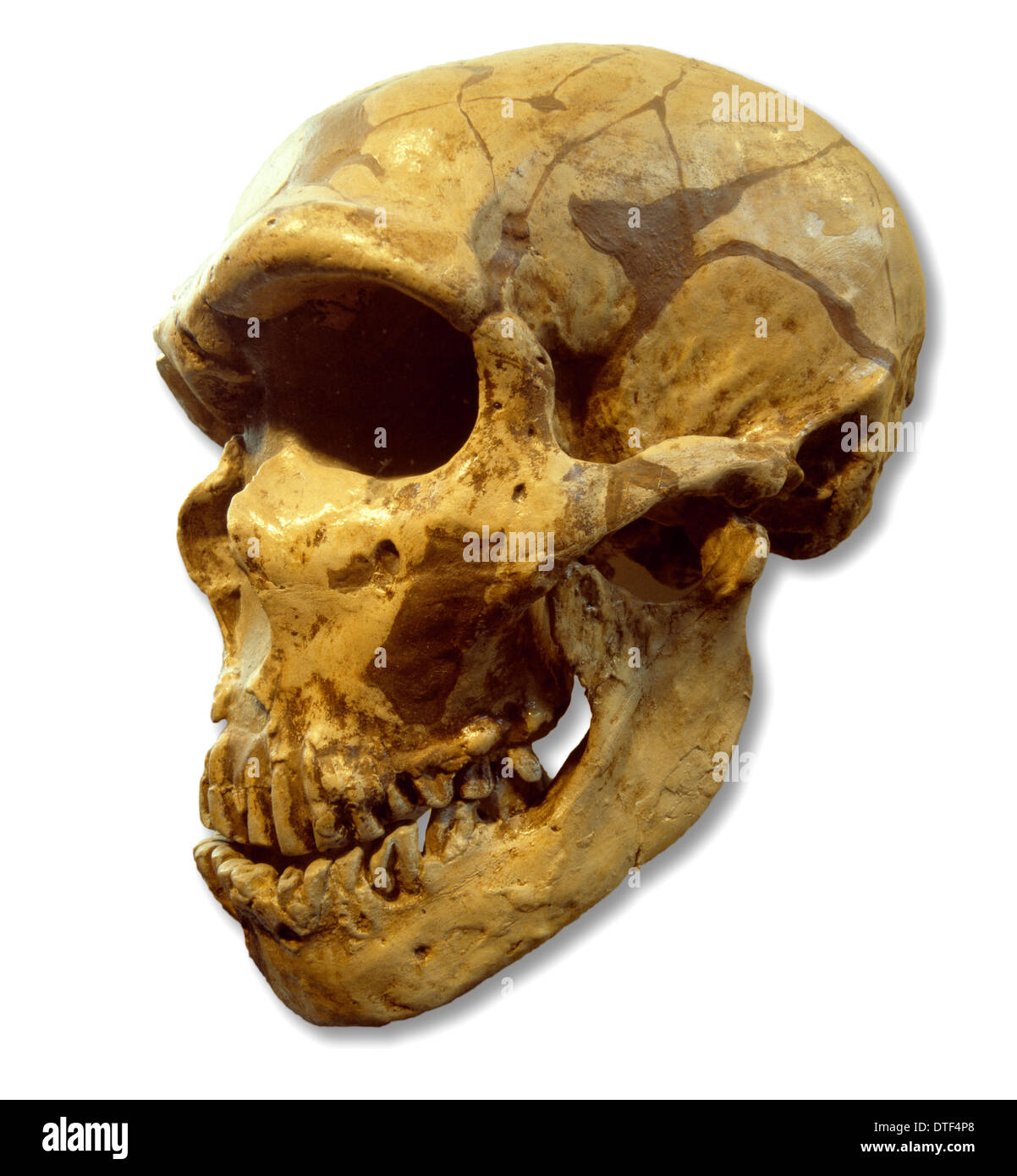 Homo neanderthalensis Ferrassie (1) Cráneo cast Foto de stock