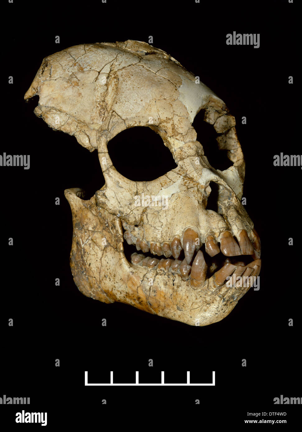 Proconsul Africanus Fotografías E Imágenes De Alta Resolución - Alamy