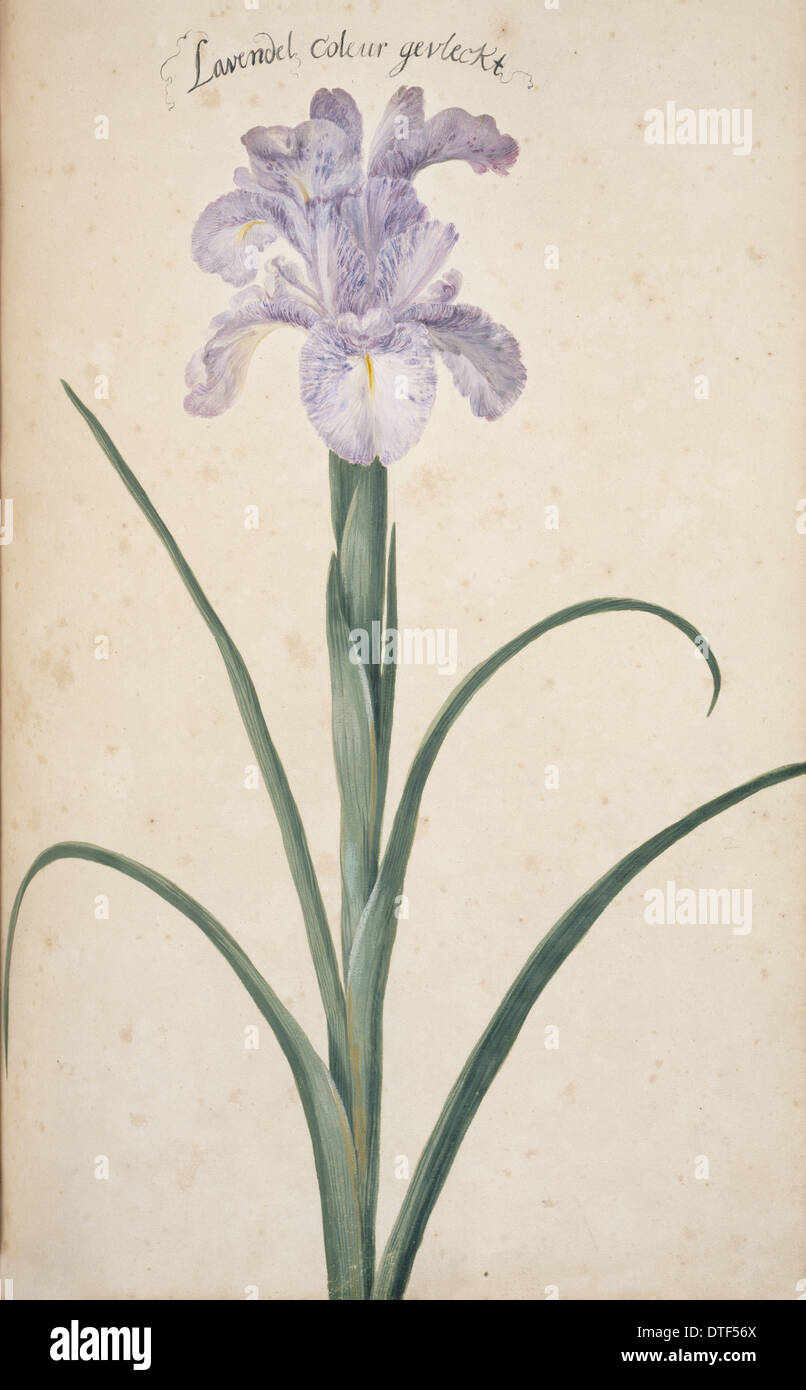 Cf. Iris germanica, iris barbado Foto de stock