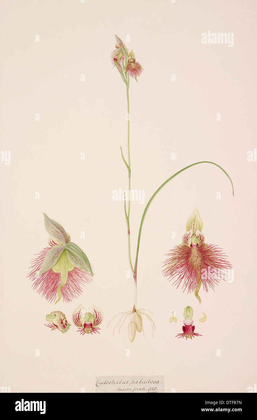 Calochilus paludosus, R. Br. Foto de stock