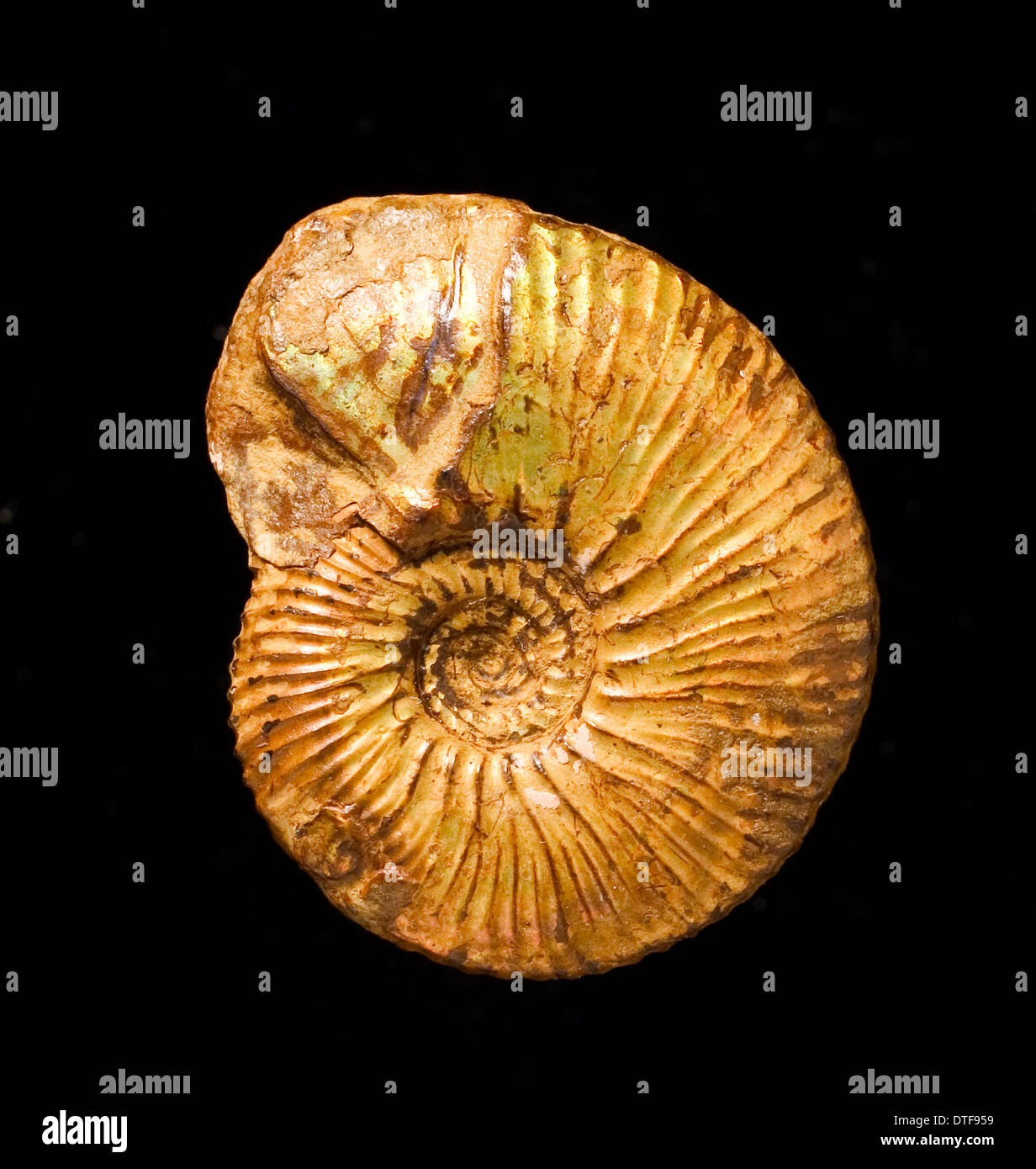 Un fósil de ammonites, Kosmoceras Foto de stock