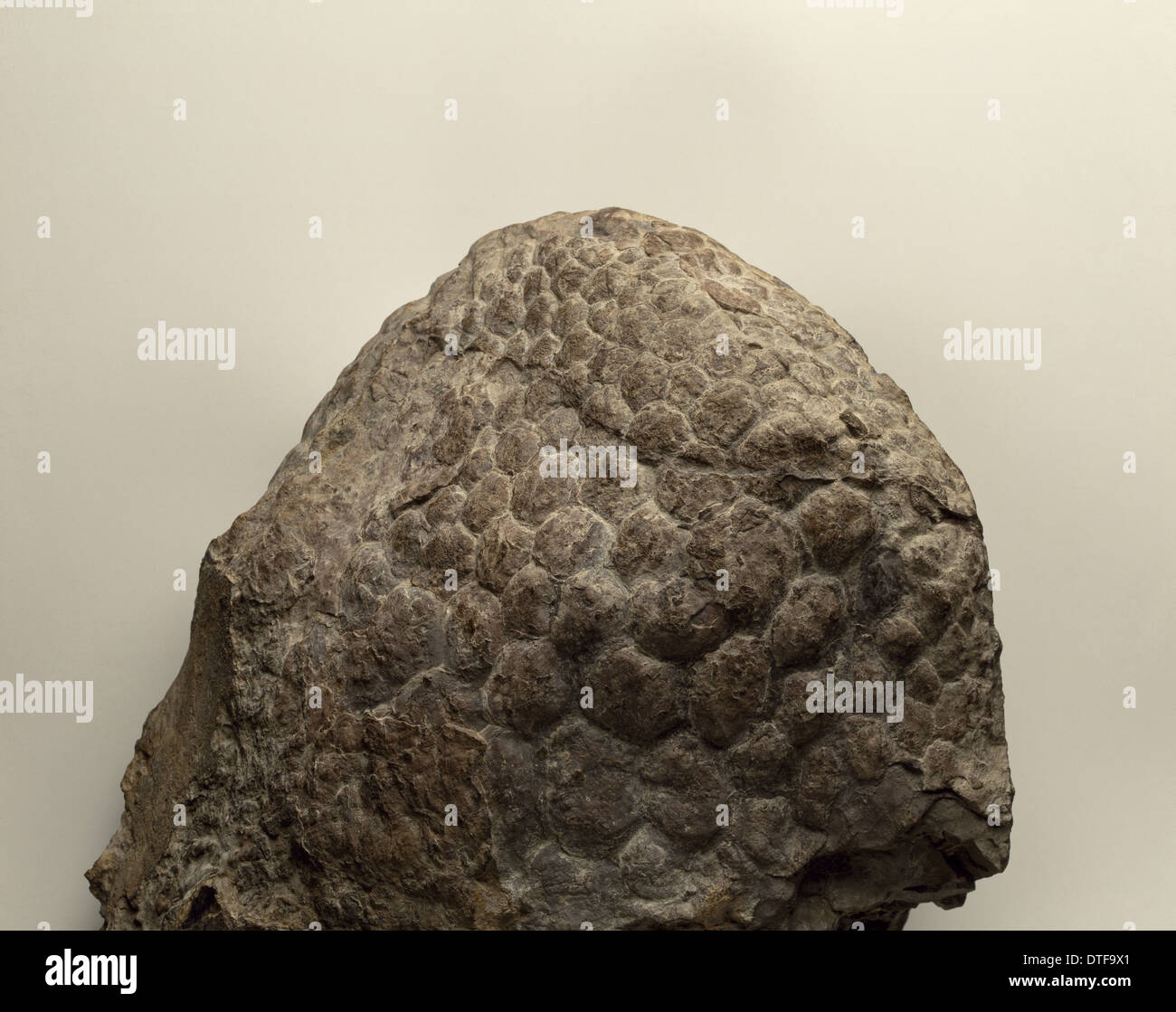 Piel de dinosaurio fotografías e imágenes de alta resolución - Alamy Piel de dinosaurio fotografías e imágenes de alta resolución - Alamy
