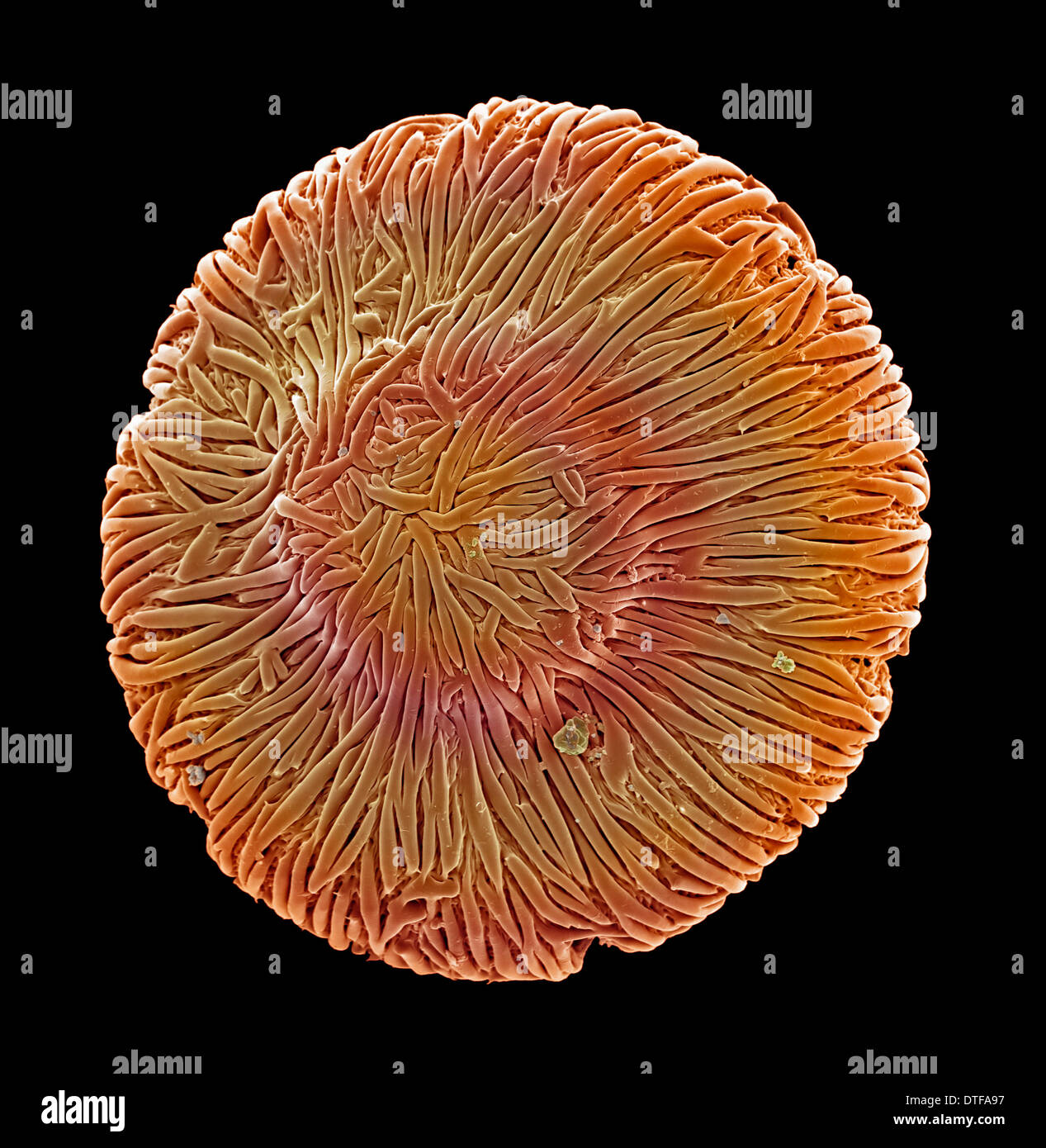 Browallia speciosa, amatista Foto de stock