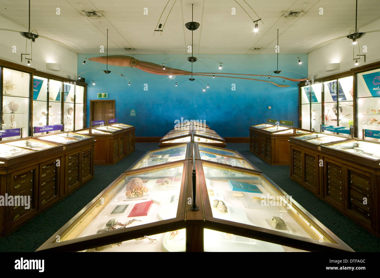 Los invertebrados marinos en el Museo de Historia Natural Foto de stock