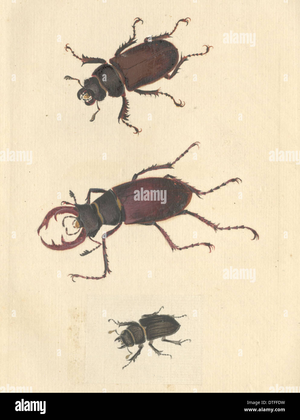English insectos ilustración de escarabajos ciervo por James Barbut Foto de stock