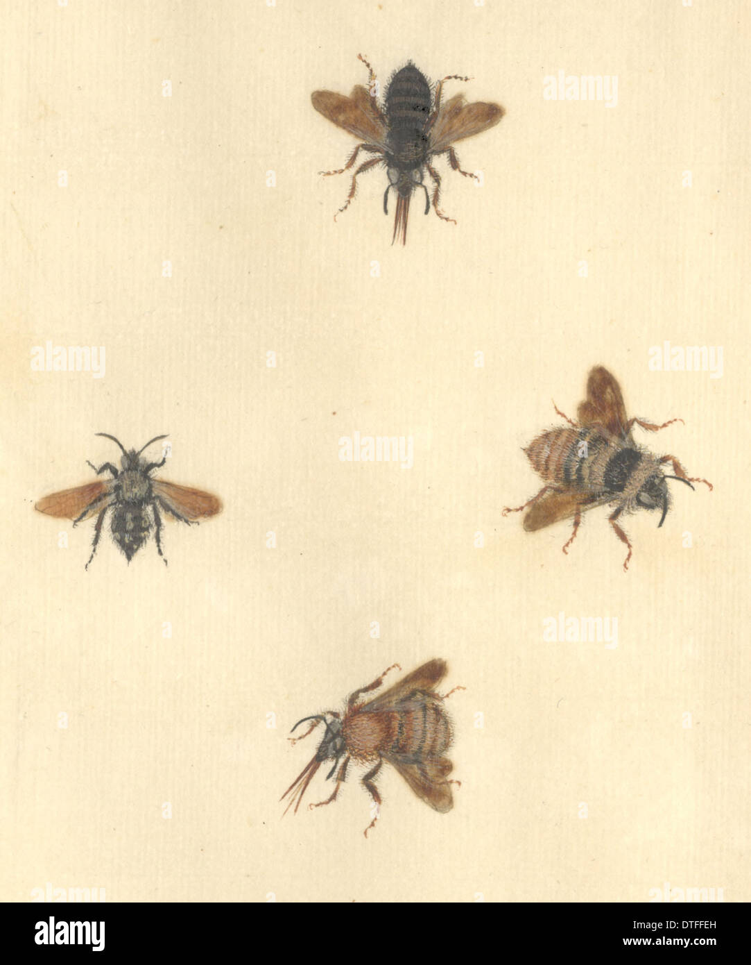 Ilustración por insectos inglés James Barbut Foto de stock