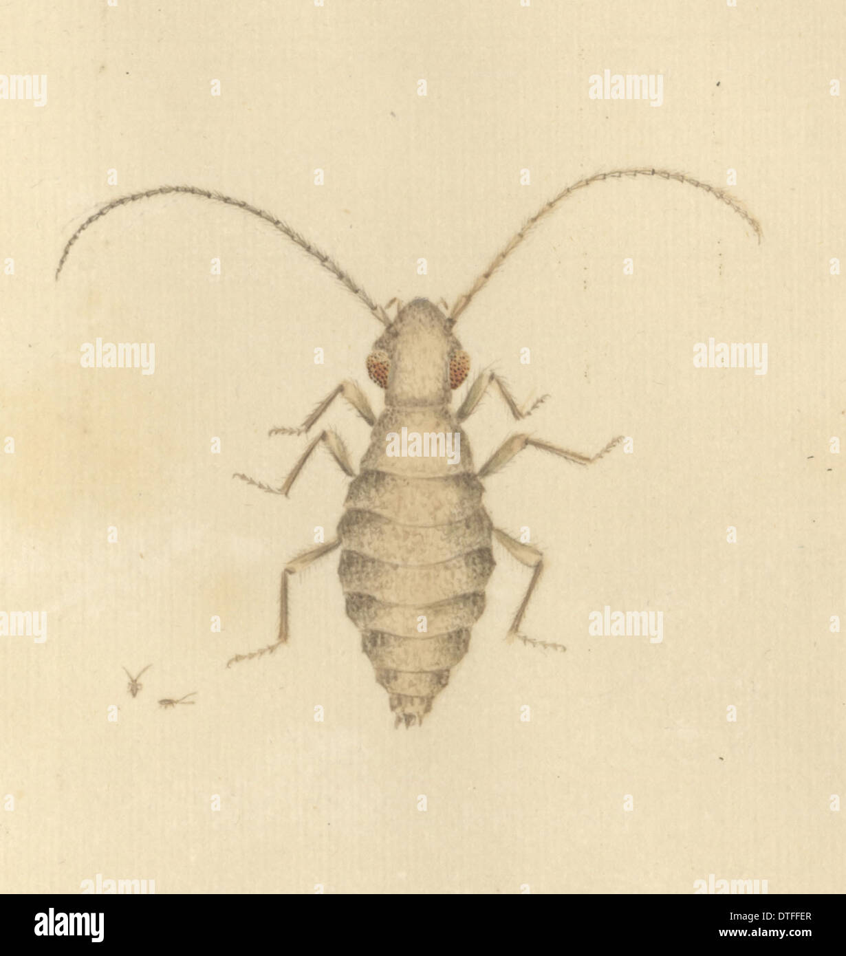 Ilustración por insectos inglés James Barbut Foto de stock