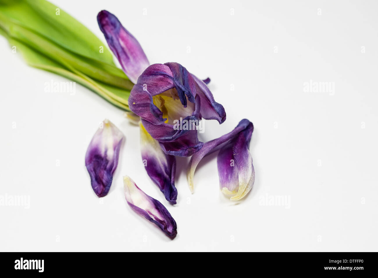 Morir tulip flores. Foto de stock