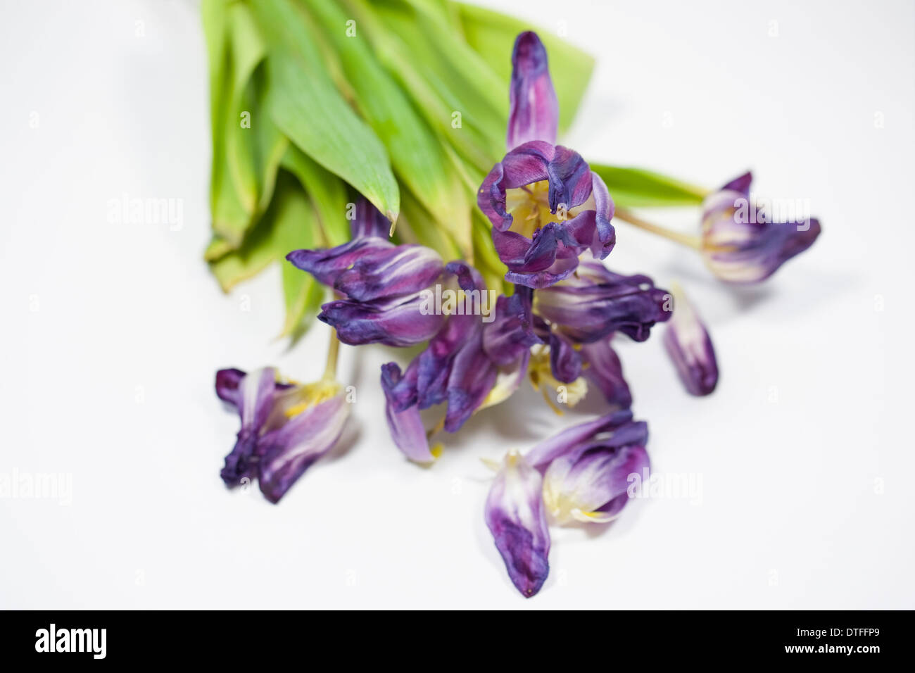 Morir tulip flores. Foto de stock