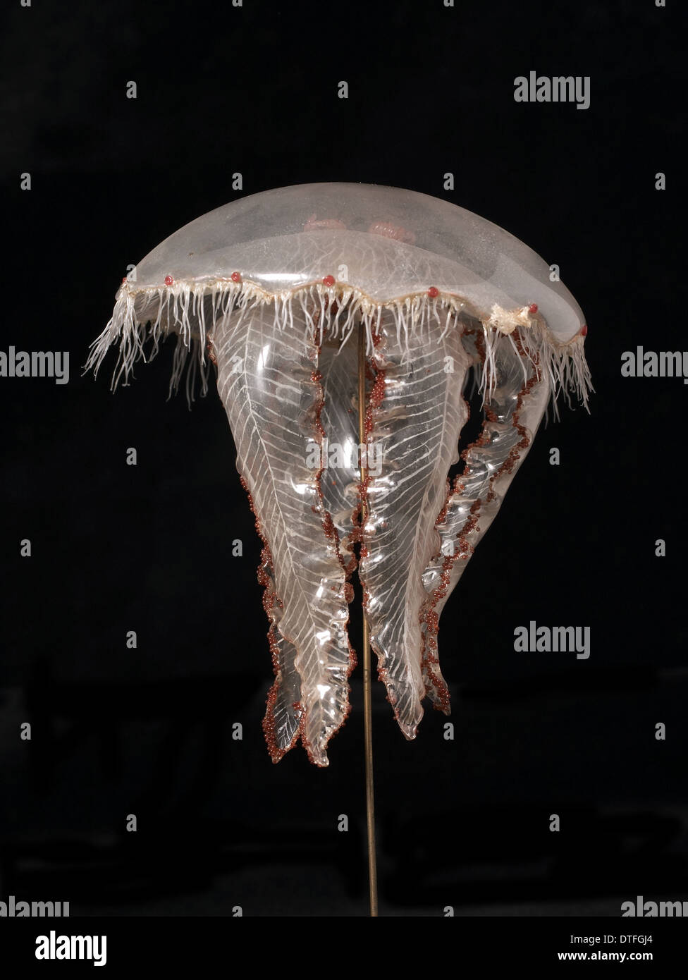 Modelo medusa Aurelia aurita, Foto de stock