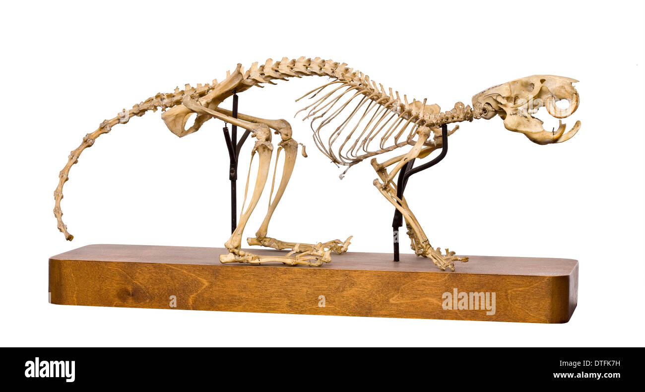 Esqueleto de rata fotografías e imágenes de alta resolución - Alamy