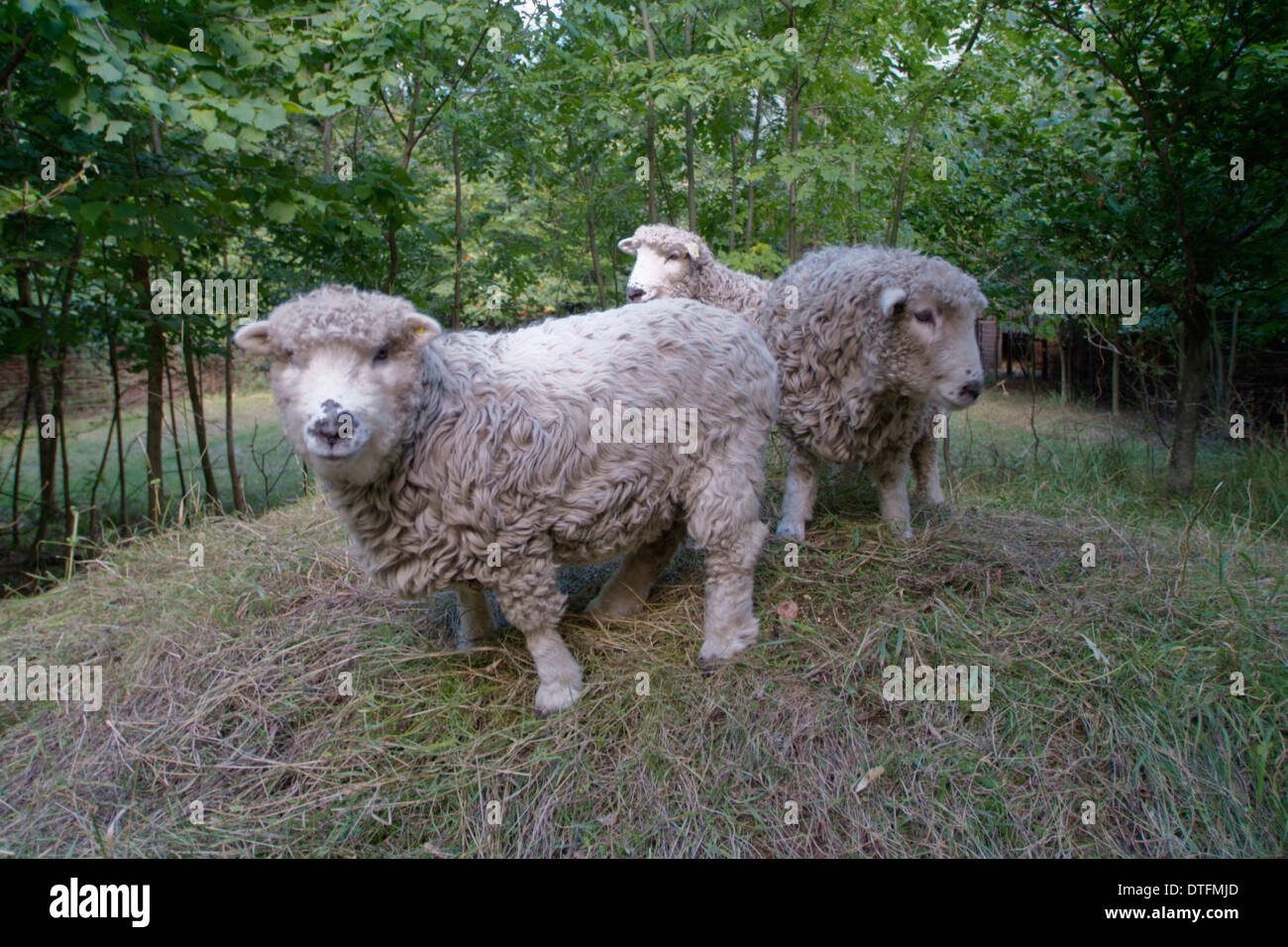 Ovis aries, la oveja Foto de stock