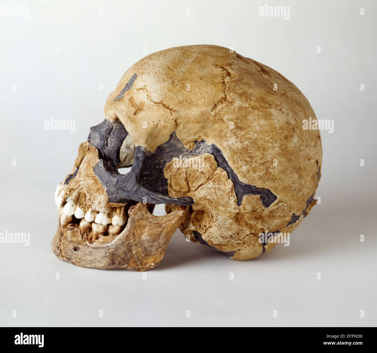 Cráneo de Homo sapiens Qafzeh (11) Foto de stock